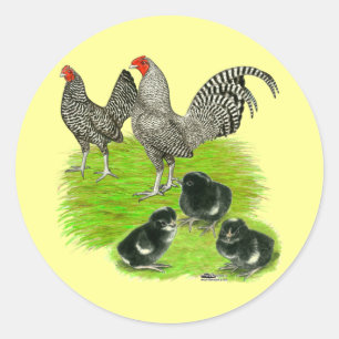 Adesivo Redondo Antiga família Barred Bantam Inglesa