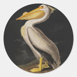 Adesivo Redondo Antigo Pelicano Branco de John James Audubon Coste