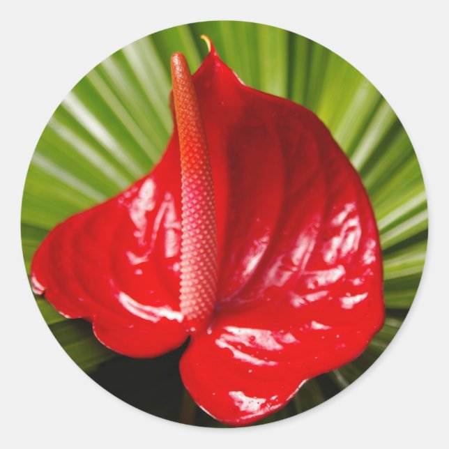 Adesivo Redondo Antirírio (Frente)