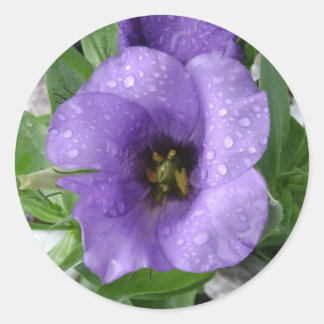 Adesivo Redondo Apenas regado