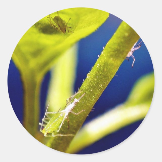 Adesivo Redondo Aphids (Frente)
