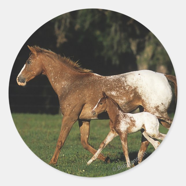 Adesivo Redondo Appaloosa Mare E Foal (Frente)