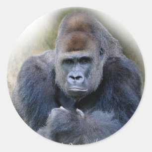 Adesivo Redondo Aproximação do gorila deitado na grama