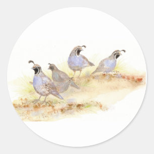 Adesivo Redondo Aquarela Codorna da Califórnia