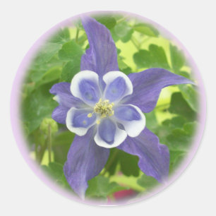 Adesivo Redondo Aquílio Columbine Flores Redondos