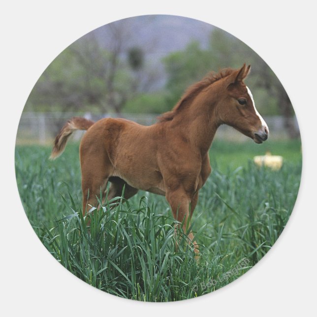 Adesivo Redondo Arab Foal (Frente)