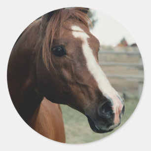 Adesivo Redondo Árabe em Pasture