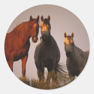 Adesivo Redondo Árabes ao pôr do sol