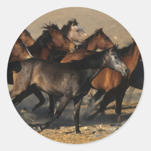 Adesivo Redondo Árabes correm no deserto