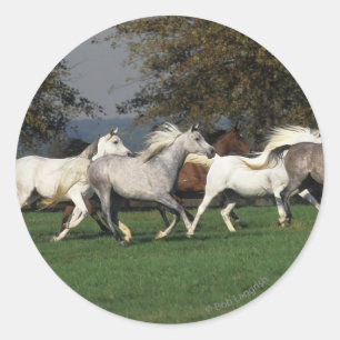 Adesivo Redondo Árabes que funcionam no campo