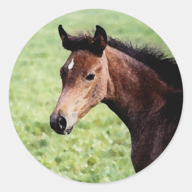Adesivo Redondo Arabian Foal Sticker (Frente)