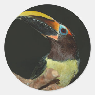 Adesivo Redondo aracari Preto-necked Toucan