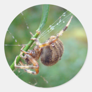 Adesivo Redondo Araneus - aranha do tecelão da esfera