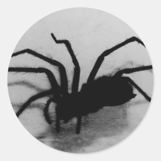 Adesivo Redondo aranha