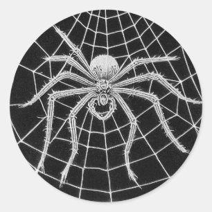 Adesivo Redondo Aranha antiga tecendo teia