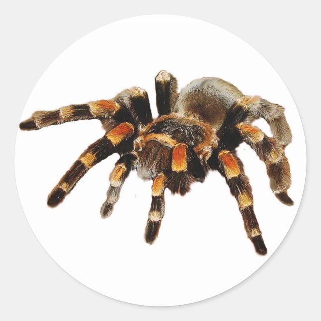 Adesivo Redondo Aranha-do-antula negra e laranja (Frente)