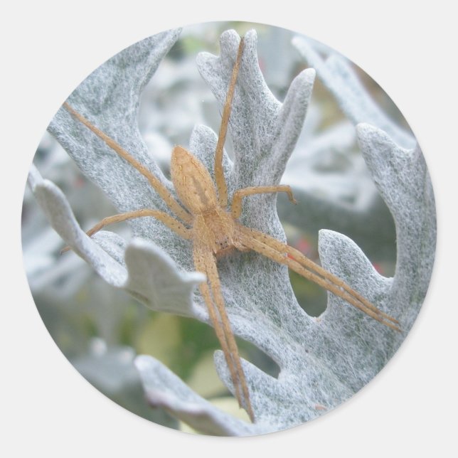 Adesivo Redondo Aranha sobre Dusty Miller Stickers (Frente)
