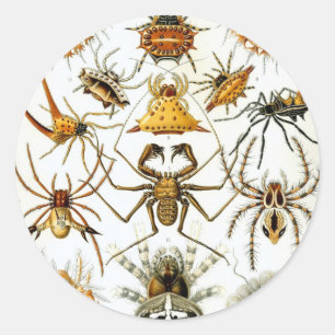 Adesivo Redondo Aranhas ou Aracnídeos Vintage por Ernst Haeckel