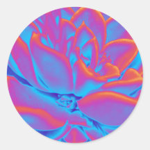 Arco-íris - Planta suculenta