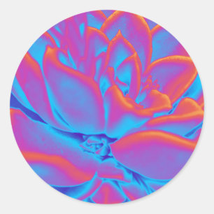 Adesivo Redondo Arco-íris - Planta suculenta