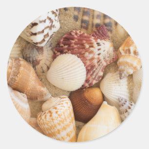 Adesivo Redondo Arranjo do Seashell