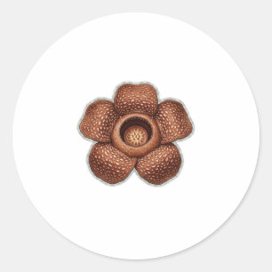 Adesivo Redondo Arte da rara flor Rafflesia - Bota exótica indonés