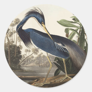 Adesivo Redondo Arte de Pássaro da Garça da Louisiana de Audubon V