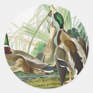 Adesivo Redondo Arte de vida selvagem do pato-real de Audubon Vint