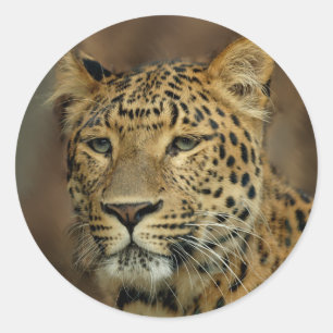 Adesivo Redondo arte dos amantes do leopardo
