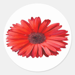Adesivo Redondo Arte Floral de Margarida Laranja