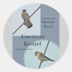 Adesivo Redondo Artigos americanos do Kestrel (sparverius de