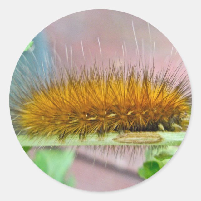 Adesivo Redondo Artigos de madeira virgem de lagarta de Urso Amare (Frente)