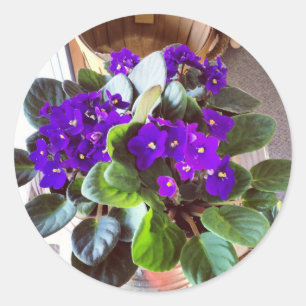 Adesivo Redondo Artigos de papelaria da violeta africana