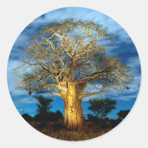 Adesivo Redondo Árvore Baobá (Adansonia) Iluminada Pela Lua