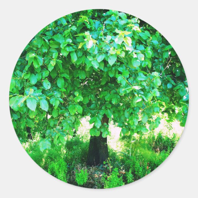 ADESIVO REDONDO ÁRVORE DA VIDA (Frente)