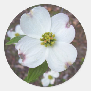 Adesivo Redondo Árvore de Dogwood