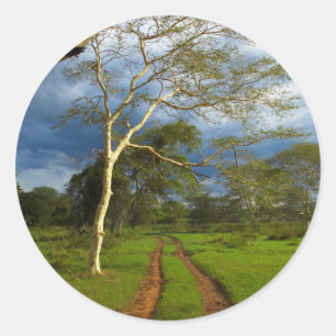 Adesivo Redondo Árvore De Febre (Acacia Xanthophloea) Por Via De S