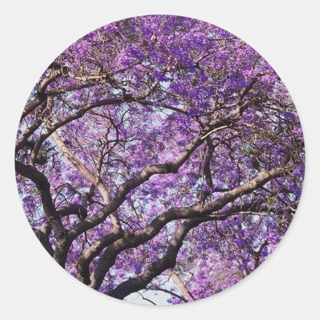 Adesivo Redondo Árvore de Jacaranda em flores de primavera (Frente)