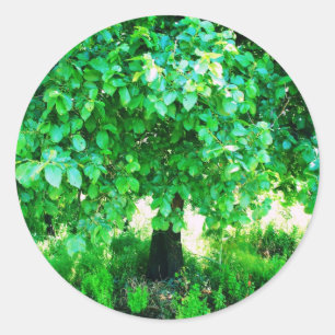 ADESIVO REDONDO ÁRVORE DE VIDA