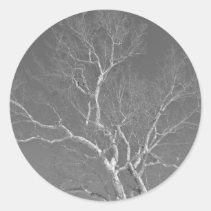 Adesivo Redondo Árvore Sycamore Contra Itens Do Céu De Inverno