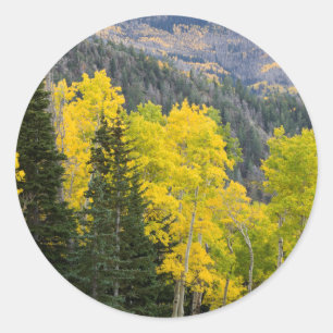 Adesivo Redondo Árvores de Aspen (Populus Tremuloides) e Coníferas