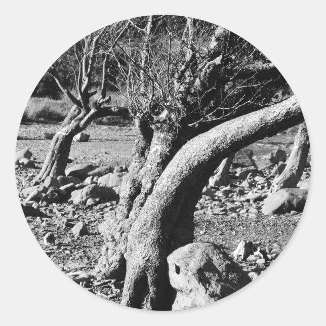 ADESIVO REDONDO ÁRVORES PRETAS E BRANCAS (Frente)