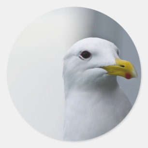 Adesivo Redondo As gaivotas Também Precisam De Amor