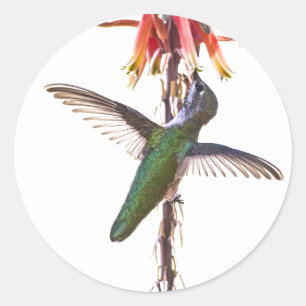 Adesivo Redondo Asas do colibri