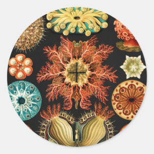 Adesivo Redondo Ascidiae, Seescheiden Marine Life por Ernst Haecke