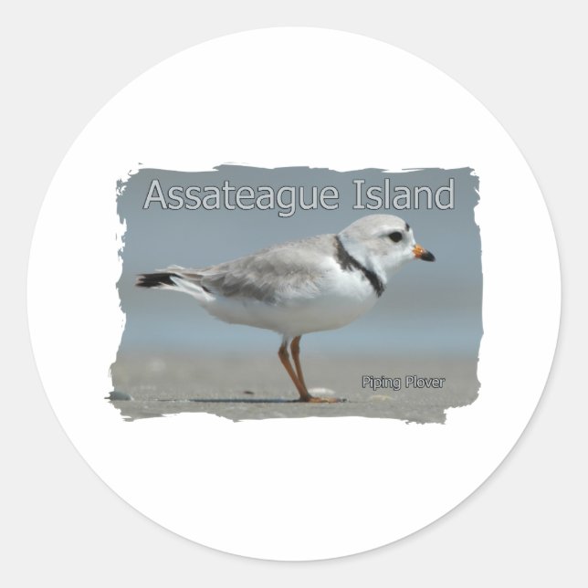 Adesivo Redondo Assateague Island Piping Plover (Frente)