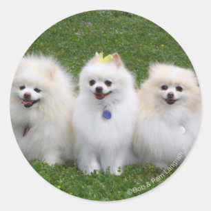 Adesivo Redondo Assento de 3 Pomeranians