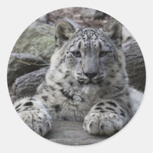 Adesivo Redondo Assento de Cub do leopardo de neve