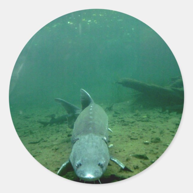 Adesivo Redondo Assistindo monstro (Frente)