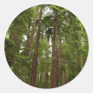 Adesivo Redondo Até Sequoias Eu no Monumento Nacional de Muir Wood